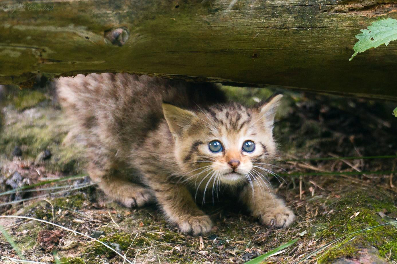 6. ábra. Vadmacska kölyök a Pforzheimi Vadasparkban Németországban. Fotó: Cloudtail the Snow Leopard, Flickr.